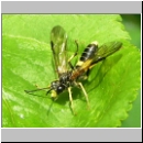 Tenthredo temula - Blattwespe 03.jpg